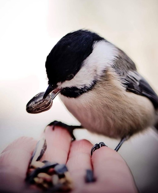 Chickadee_Story Chickadee_Story